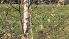 В Пензе засыхают высаженные в Арбекове березы