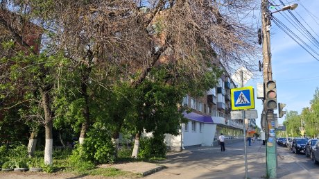 В Пензе погибшее дерево может упасть на дорогу к лицею № 55