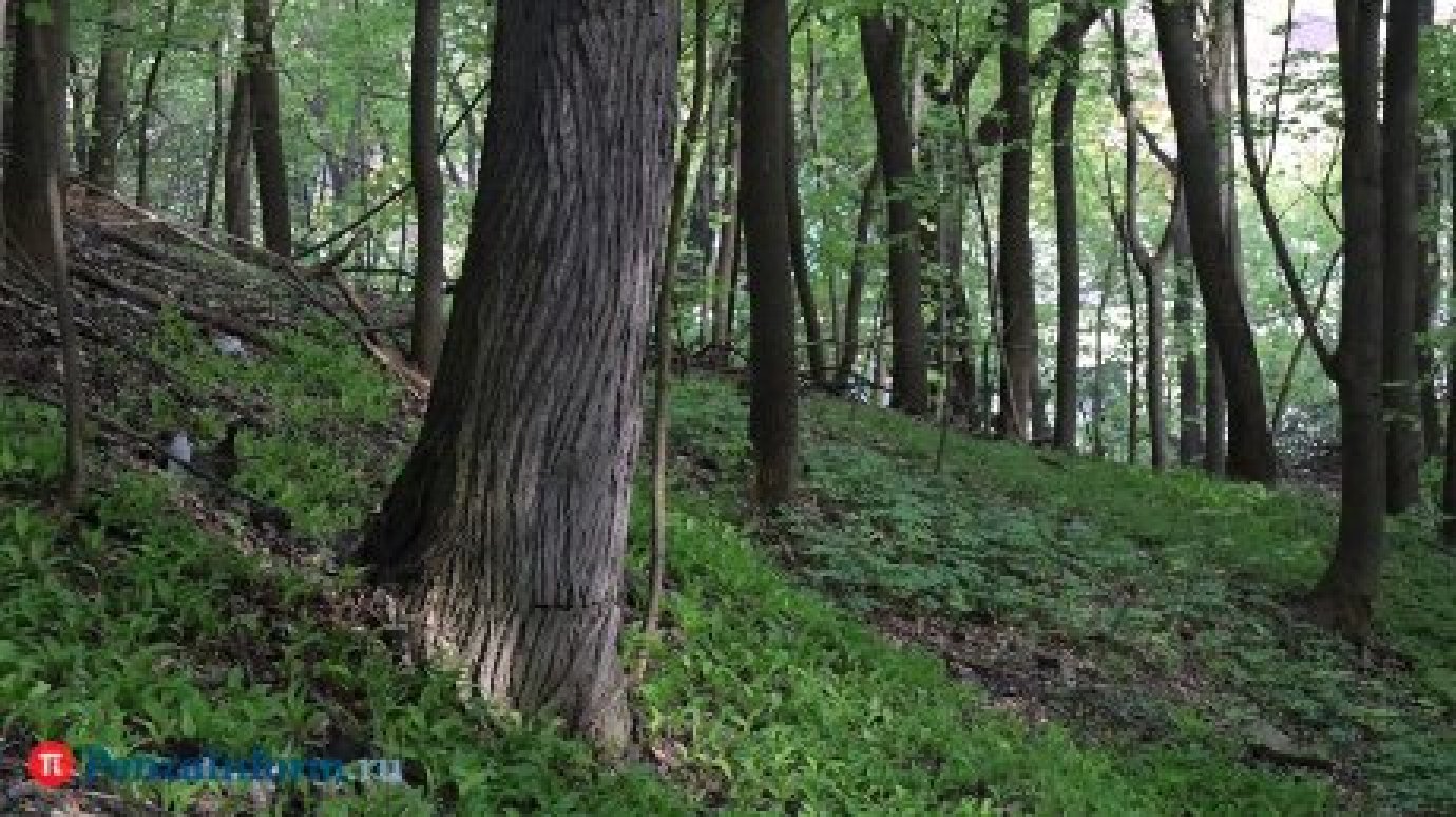 В Пензенской области усилили меры пожарной безопасности в лесах