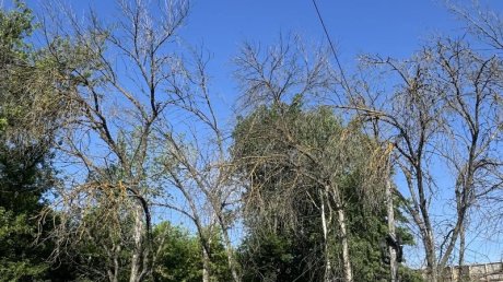 На улице Измайлова в Пензе вырубят пораженные деревья