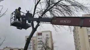 В Пензе на улице Новый Кавказ спилили аварийные деревья