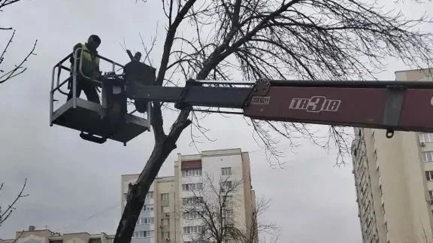 В Пензе на улице Новый Кавказ спилили аварийные деревья
