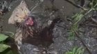 Связали и выбросили: в пензенском СНТ спасли кошку