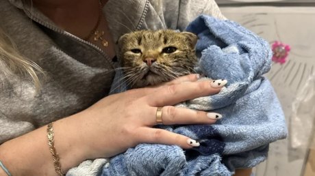 Связали и выбросили: в пензенском СНТ спасли кошку