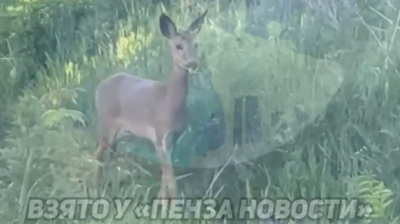 «Ищет свой дом»: в Спутнике блуждает косуля
