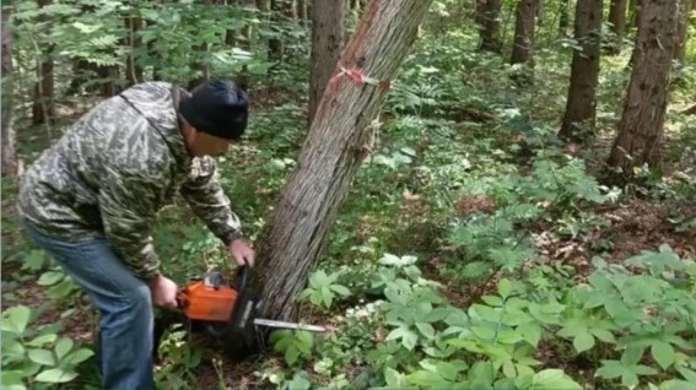 В Морозовском дендрарии вырубили 10 кубометров сухостоя