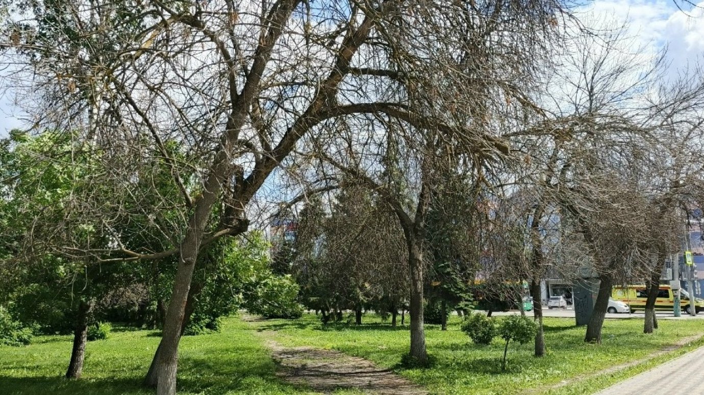 Сквер в центре Пензы оказался полон аварийных деревьев