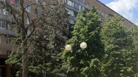 На улице Московской спилят аварийные деревья