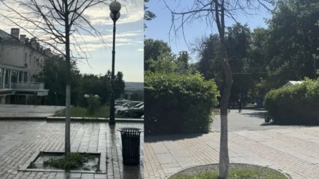 На улице Московской спилят аварийные деревья