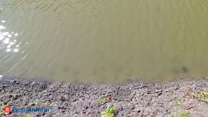 В водоемах Сурского края гибнет рыба