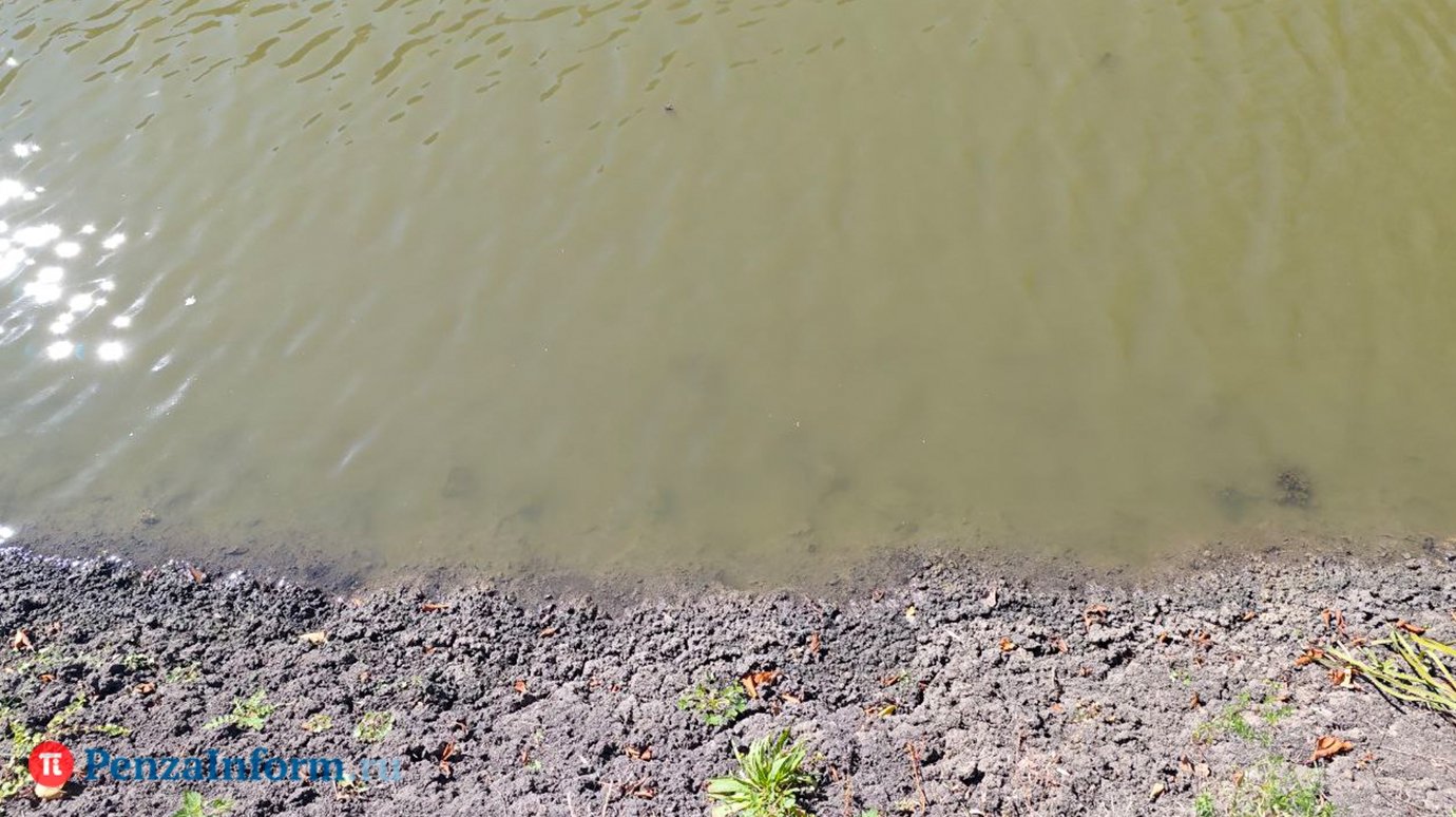 В водоемах Сурского края гибнет рыба