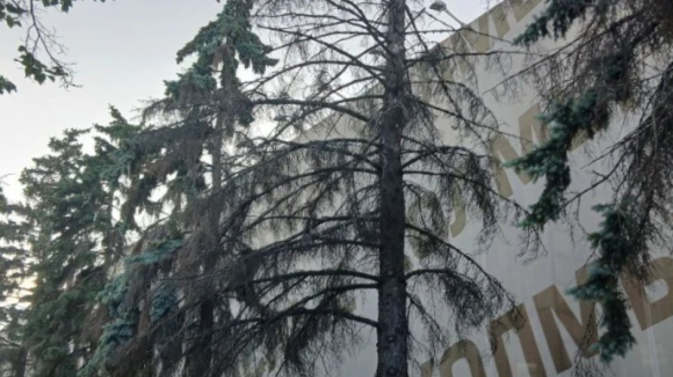 На улице Суворова в Пензе спилят 5 деревьев