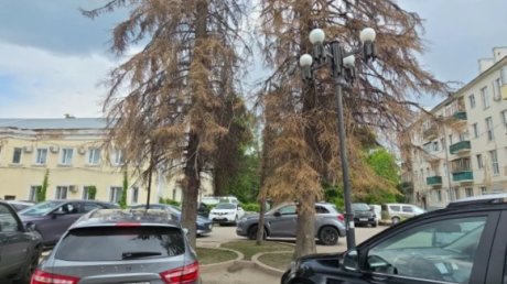 На улице Суворова в Пензе спилят 5 деревьев
