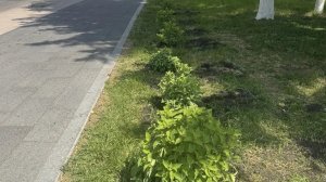 На набережной Суры высадили 363 гортензии