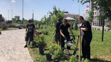 На набережной Суры высадили 363 гортензии