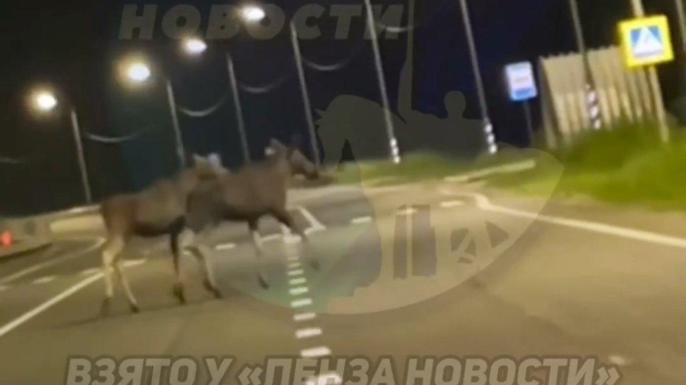 Лоси показали пример дисциплины на трассе под Пензой