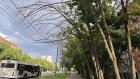 Над тротуаром на проспекте Победы опасно нависло погибшее дерево