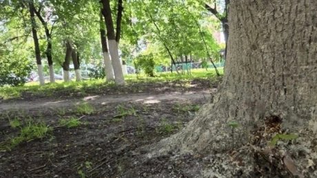 УЖКХ обратилось в полицию по поводу деревьев в сквере у «Электромеханики»