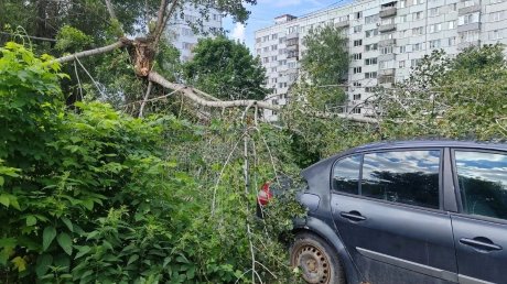 На улице Бородина упавшее дерево накрыло автомобиль