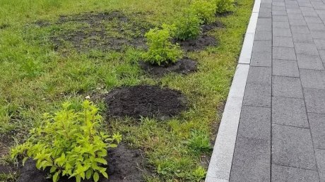 С набережной Суры в центре Пензы украли 4 саженца гортензий