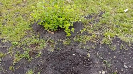 С набережной Суры в центре Пензы украли 4 саженца гортензий