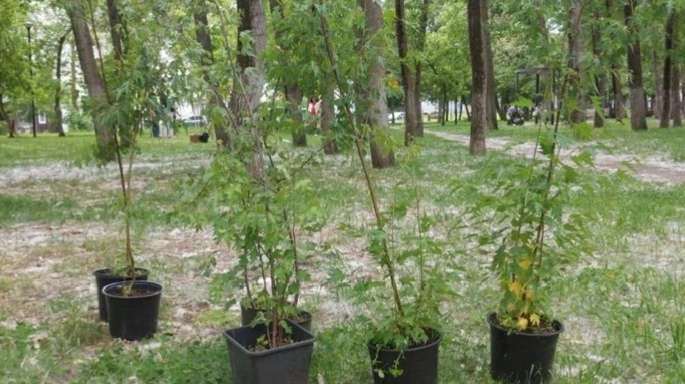 В Пензе в Детском парке высадили 15 молодых деревьев