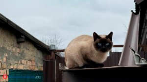 Господство кошек: один день в году или всю жизнь?