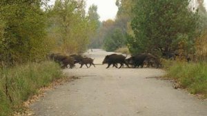 В минлесхозе начали выдавать разрешения на добычу кабана