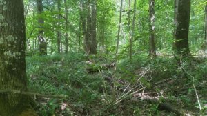 Археологи подвели итоги изучения городища в Наровчатском районе