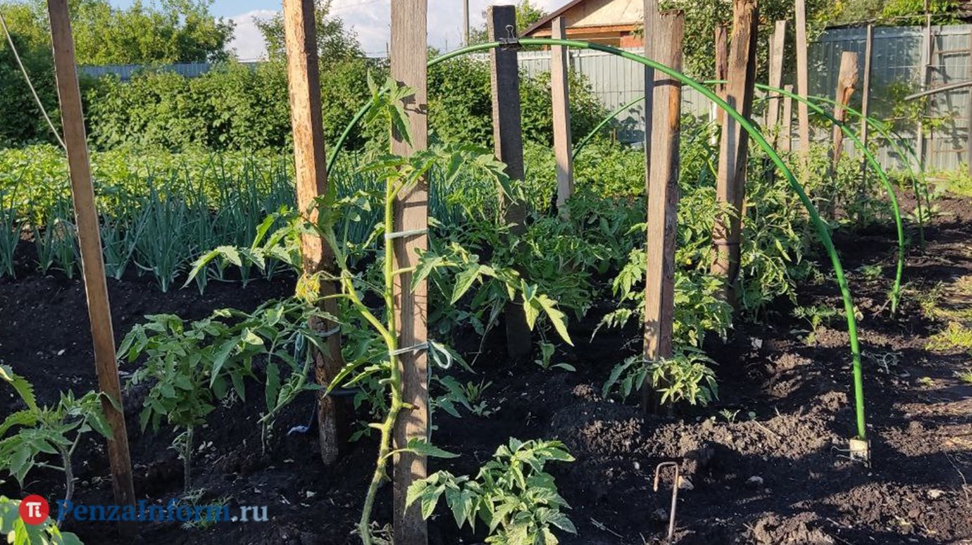Последний срок. Агроном Арефьев пояснил, какие овощи можно подсадить в июле