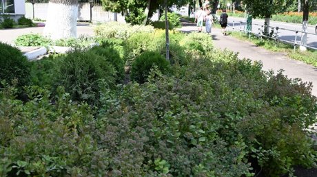 На ул. Красной в Пензе высадили 480 растений разных видов