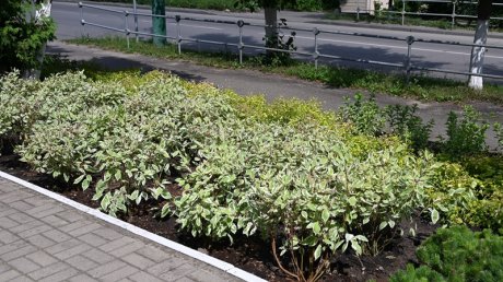 На ул. Красной в Пензе высадили 480 растений разных видов