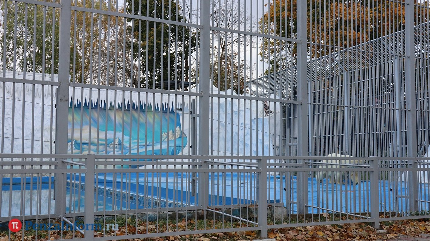 В вольере белого медведя в зоопарке обновят мозаику