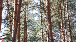 Осужден вымогатель, заманивший жертву в лес в Богословке