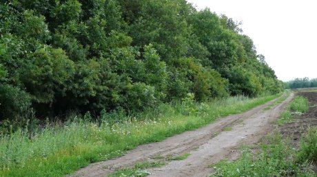 Нетрезвый пензенец решил покататься и угнал такси