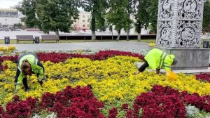 В Пензе вручную пропалывают все городские клумбы