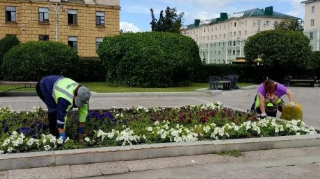 В Пензе вручную пропалывают все городские клумбы