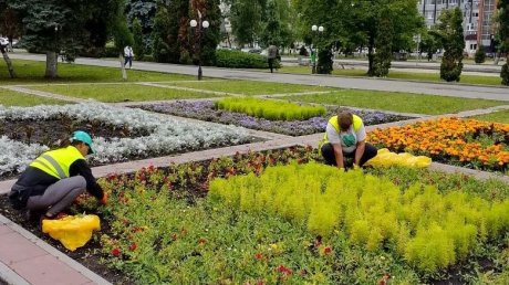 В Пензе вручную пропалывают все городские клумбы