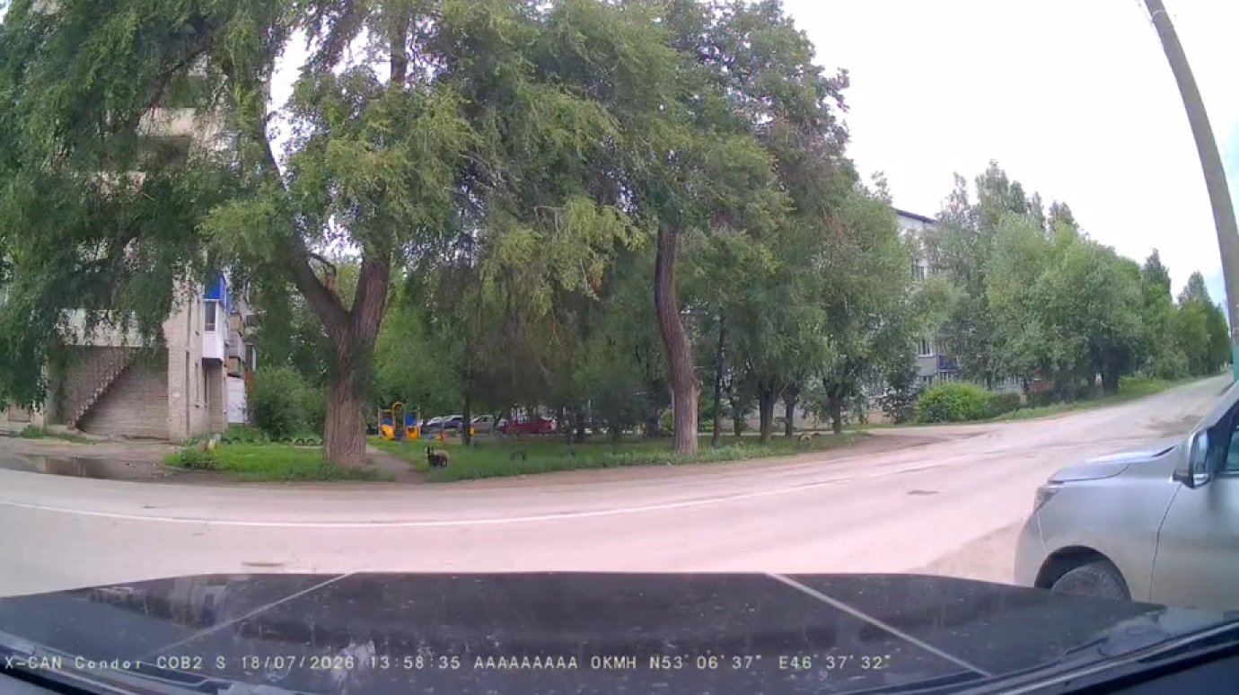 В Кузнецке за 2 дня в одном доме 2 собаки упали с высоты