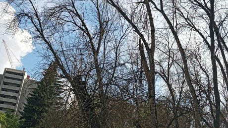 В Комсомольском парке ждут денег на масштабную опиловку деревьев