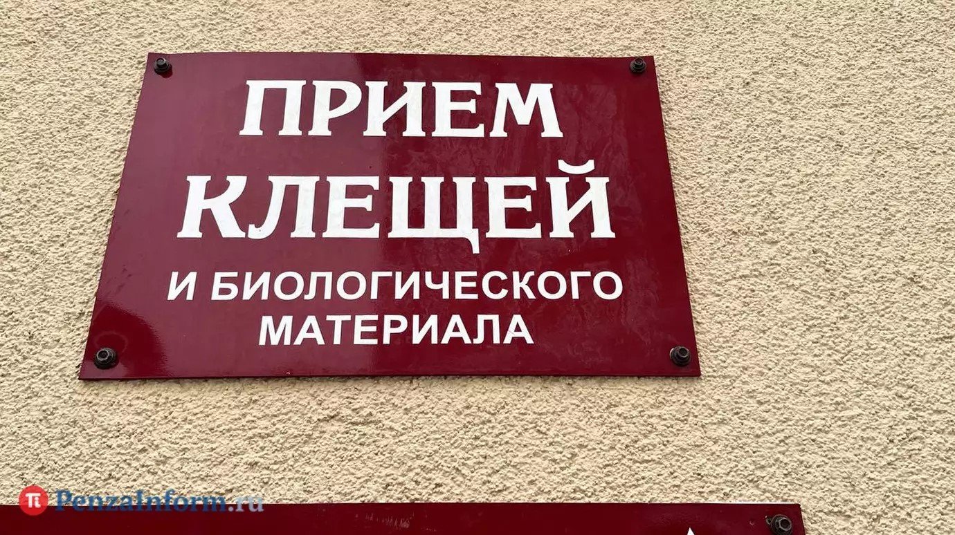 В регионе за неделю клещи атаковали больше 100 человек