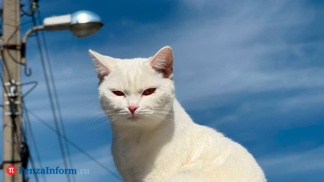 8 августа - Всемирный день кошек