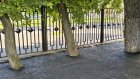 Во дворе на улице Кирова в Пензе деревья закатали в асфальт