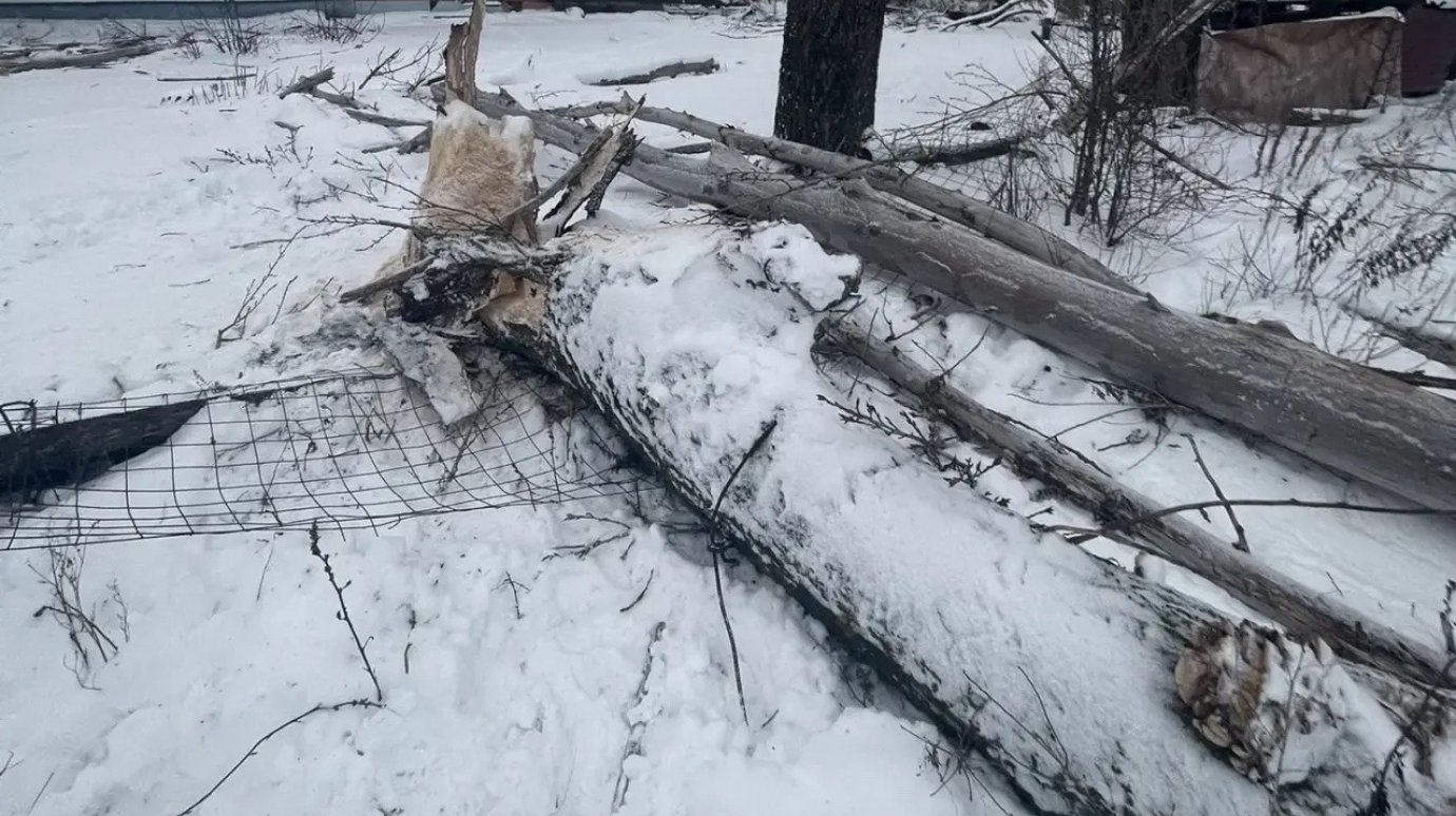 В Наровчатском районе мужчину убило во время валки деревьев