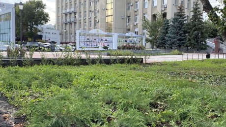 В Пензе из сквера Ермина украли саженцы можжевельника