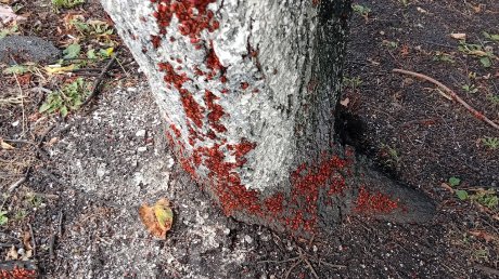 Пензячку напугали клопы, облепившие липы на улице Октябрьской