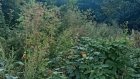 Спортплощадку на улице Бородина похоронили дикие заросли