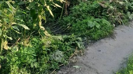 Спортплощадку на улице Бородина похоронили дикие заросли
