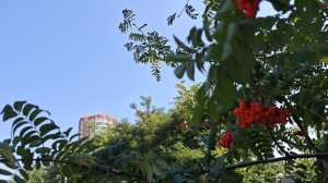 27 августа в Пензенской области будет сухо и прохладно
