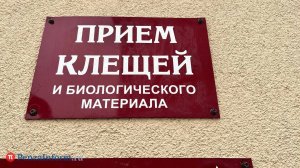 За неделю клещи атаковали более 80 жителей Пензенской области